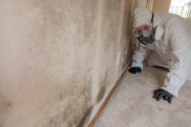 Best Attic Mold Removal  in Brownsville, LA